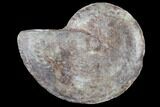 Fossil Ammonite (Artinskia) - Russia #117190-1